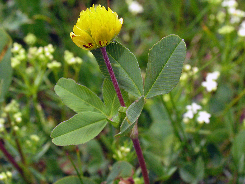 Trifolium badium Schreber / Trifoglio bruno